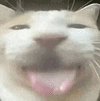 萌宠 猫咪 傻 呆萌 可爱
