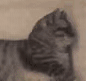 萌宠 猫咪 打哈欠 呆萌 可爱