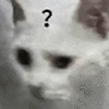 萌宠 猫咪 ？ 呆萌 可爱