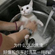 沙雕猫