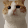 萌宠 猫咪 我来了 呆萌 可爱