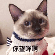 沙雕猫