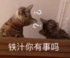 萌宠 猫星人 你有事吗 好奇 呆萌 可爱