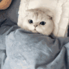 萌宠 猫咪 困了 呆萌 可爱