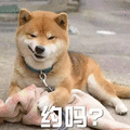 萌宠 汪星人 约吗 好奇 呆萌 可爱