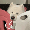 萌宠 狗狗 叹气 呆萌 可爱