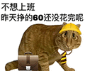 萌宠 猫咪 不想上班 呆萌 可爱