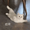 萌宠 猫咪 哎呀 呆萌 可爱