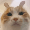 萌宠 猫咪 卖萌 呆萌 可爱
