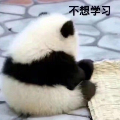 萌宠熊猫不想学习我太难了搞怪逗gif动图_动态图_表情包下载_soogif