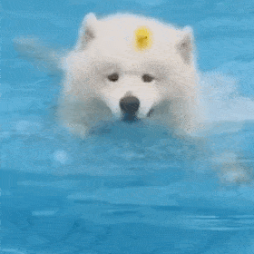 萌宠 狗狗 划水 呆萌 可爱