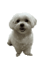 狗狗 可爱 搞怪 沙雕