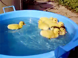 鸭子游玩游水可爱gif动图