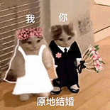 萌寵 貓咪 我和你 原地結(jié)婚 呆萌 可愛