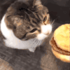 萌宠 猫咪 跳舞 呆萌 可爱