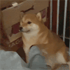 萌宠 狗狗 打 呆萌 可爱