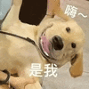 萌宠 狗狗 是我 呆萌 可爱