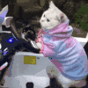 萌宠 猫咪 开车 呆萌 可爱