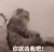 萌宠 猫咪 你就凶我吧 呆萌 可爱