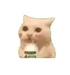 萌宠 猫咪 开心 呆萌 可爱