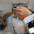萌宠 猫咪 哭了 呆萌 可爱