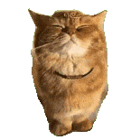 耄耋 猫咪 可爱 搞怪 哈基米