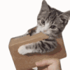 萌宠 猫咪 玩 呆萌 可爱