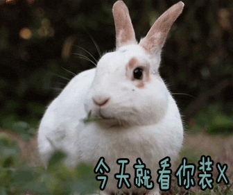 兔子吃草动图表情包图片