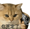萌宠 猫咪 你死定了 呆萌 可爱