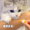 萌宠 猫咪 都欺负我 呆萌 可爱