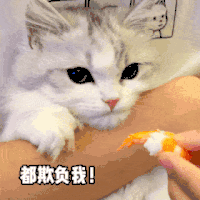 萌宠 猫咪 都欺负我 呆萌 可爱