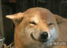 狗子笑的表情包gif图片