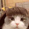 萌宠 猫咪 摸 呆萌 可爱