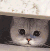 萌宠 猫咪 偷看 呆萌 可爱