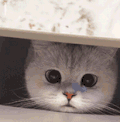 萌宠 猫咪 偷看 呆萌 可爱