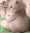 萌宠 猫咪 em 呆萌 可爱
