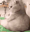 萌宠 猫咪 em 呆萌 可爱