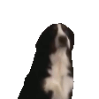萌寵 狗狗 打你 呆萌 可愛