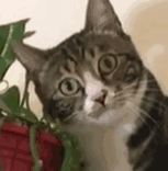 萌宠 猫咪 害羞 呆萌 可爱