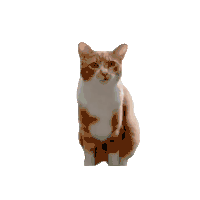 萌宠 猫咪 盯 呆萌 可爱