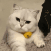 萌宠 猫咪 生气 呆萌 可爱