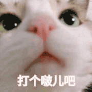 沙雕猫