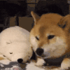 萌宠 狗狗 转身 呆萌 可爱