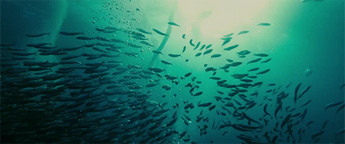海底世界密集速度搞笑gif动图
