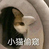 萌宠 猫咪 小猫偷窥 呆萌 可爱