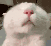 萌宠 猫咪 亲 呆萌 可爱