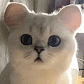 萌宠 猫咪 懵 呆萌 可爱