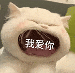 萌宠 猫咪 我爱你 呆萌 可爱
