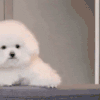萌宠 狗狗 出现 呆萌 可爱