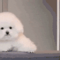 萌宠 狗狗 出现 呆萌 可爱